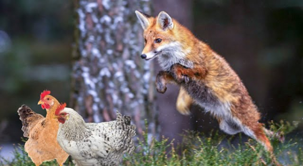 Visuel Problématique des renards - un arrêté pour y répondre