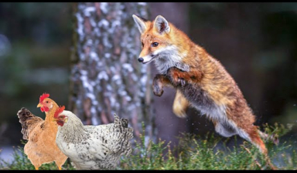 Visuel Problématique des renards - un arrêté pour y répondre